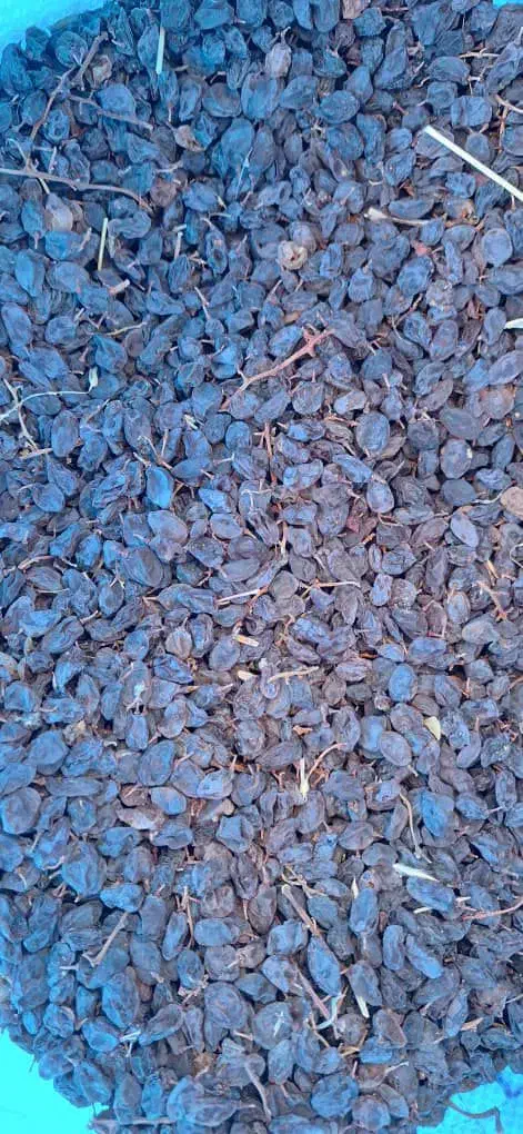 کشمش افتابی نقدی و چک|خوردنی و آشامیدنی|سامان, |دیوار