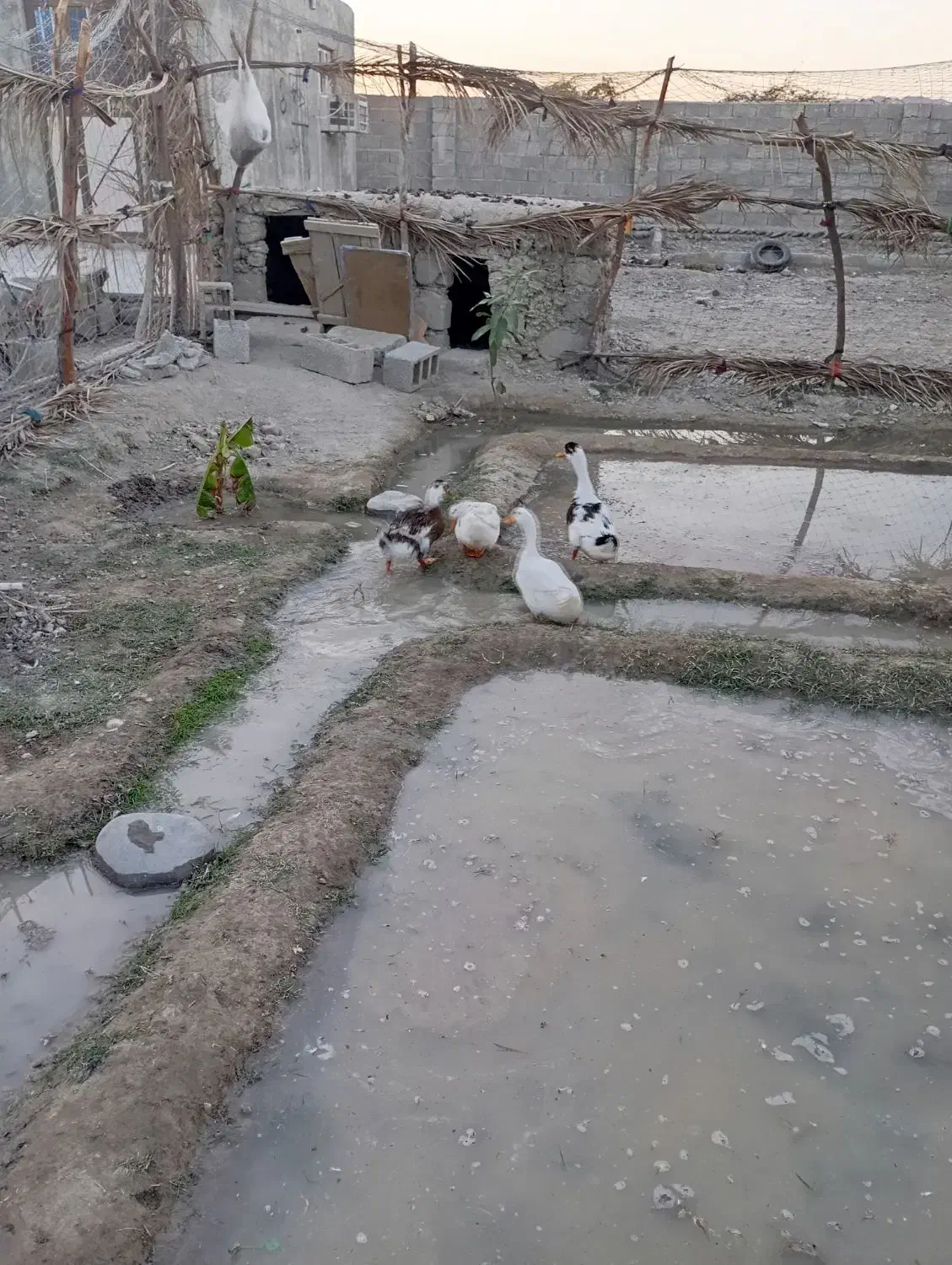 وردک|پرنده|قصرقند, |دیوار