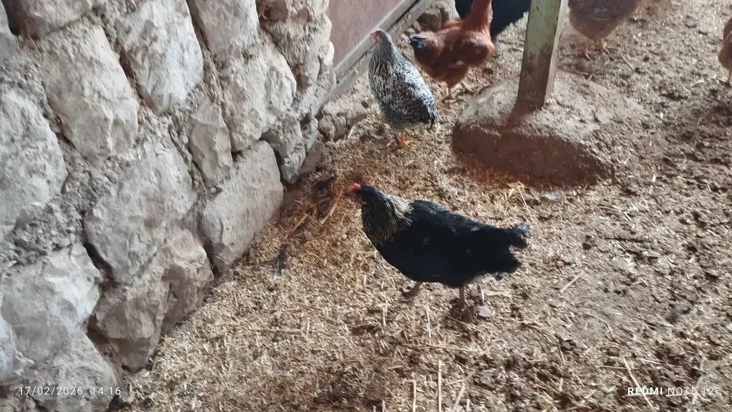 مرغ|حیوانات مزرعه|اندیمشک, |دیوار