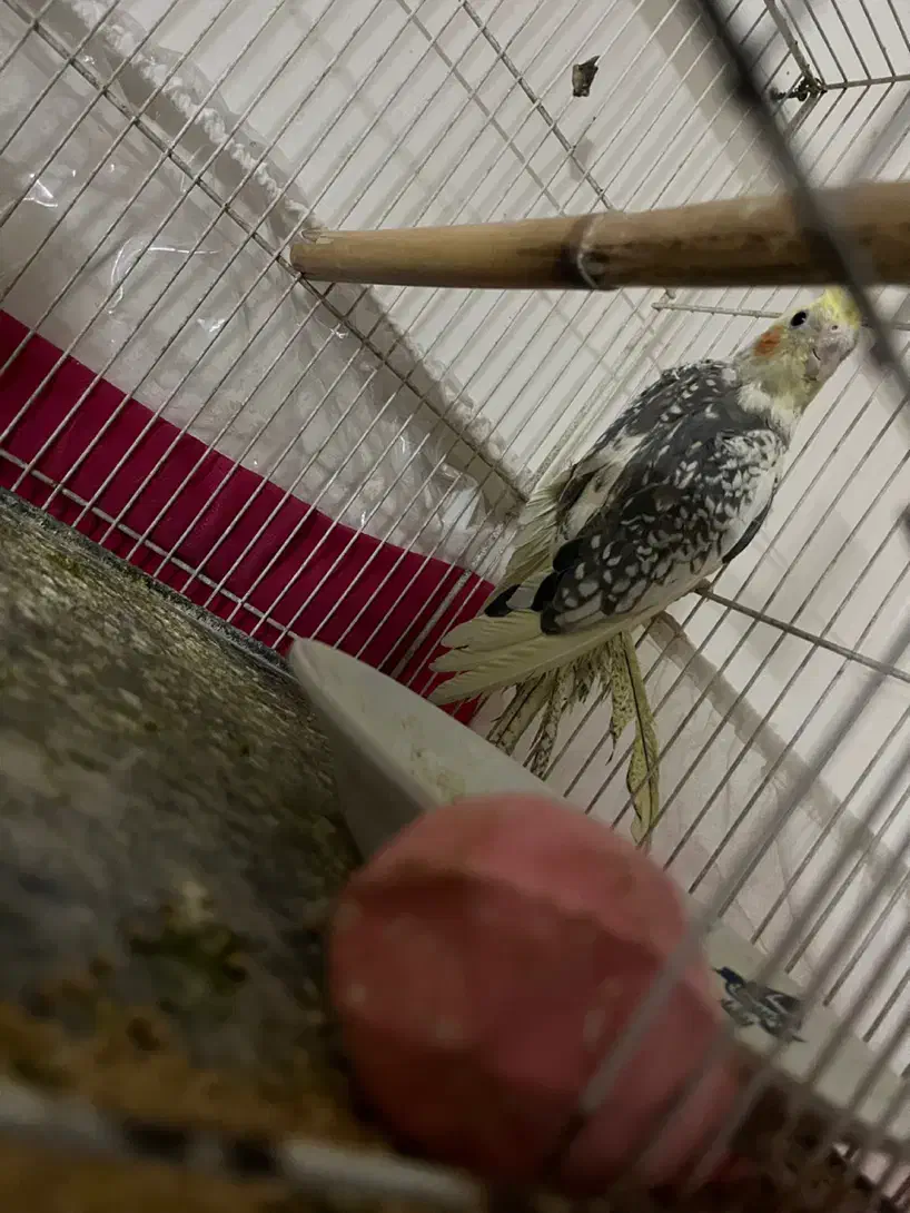 عروس هلندی|پرنده|مشهد, کوشش|دیوار