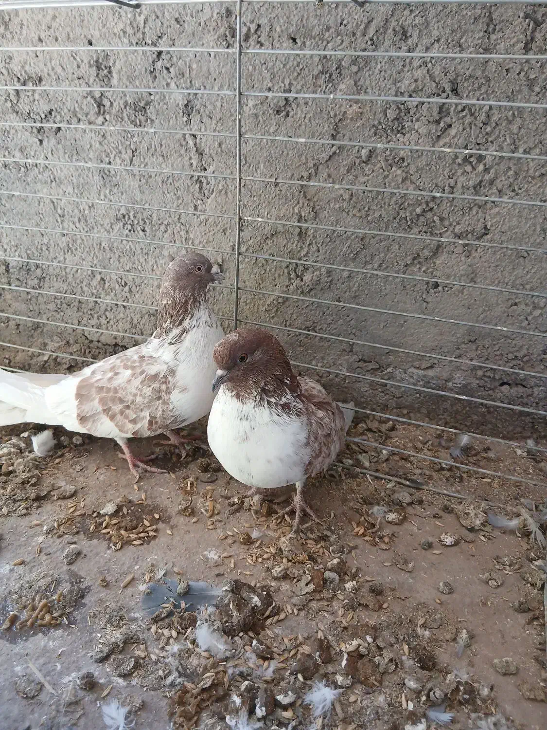 کبوتر کفتر|پرنده|اردکان, |دیوار