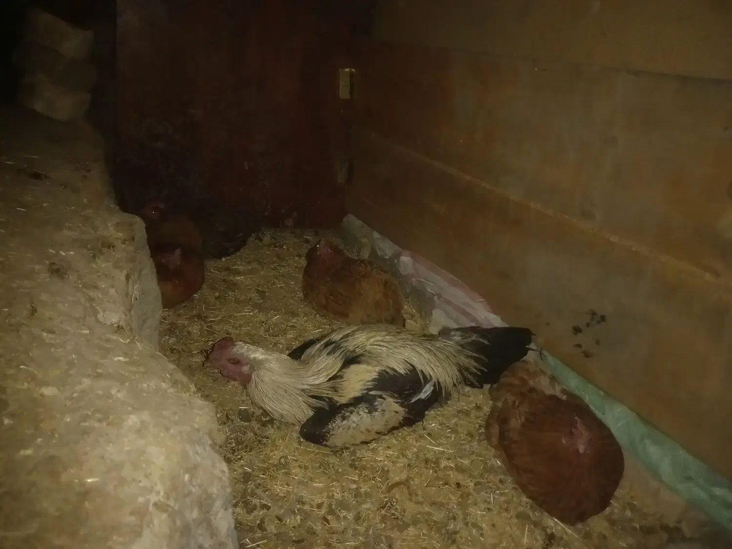 خروسلاری|حیوانات مزرعه|صحنه, |دیوار