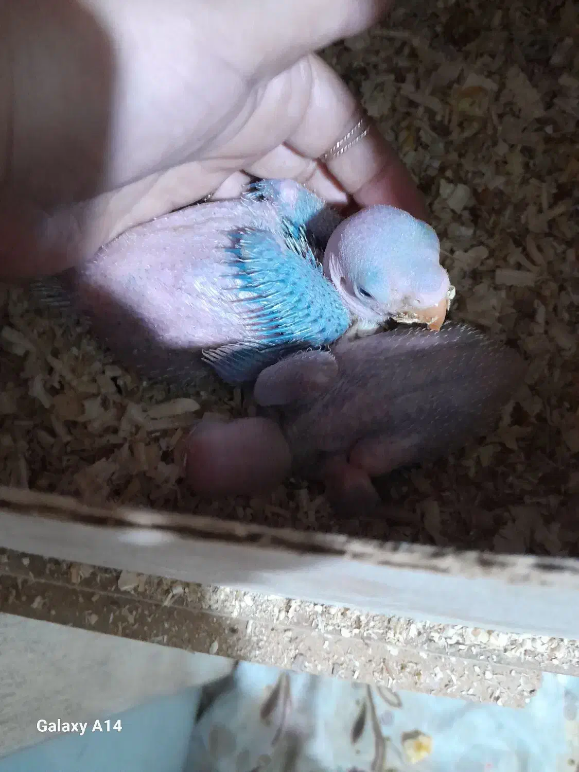 شاه طوطی|پرنده|رشت, آب آسیاب|دیوار