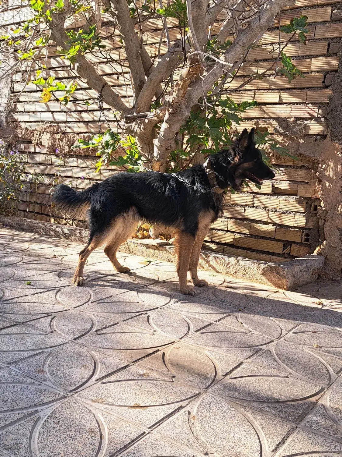 فروش سگ ژرمن مو کلاسیک به همراه..هدیه|سگ|کرمان, |دیوار