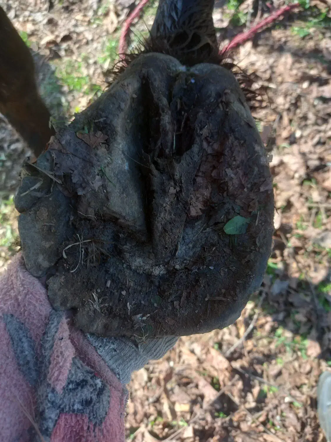 نعل بندی اسب|اسب و تجهیزات اسب‌سواری|فومن, |دیوار