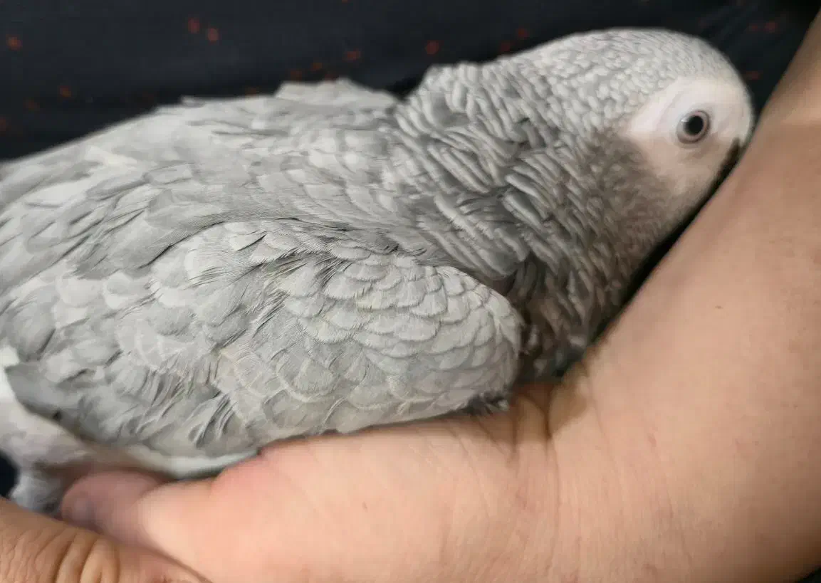 جوجه کاسکو سخنگو|پرنده|شیراز, کوشک میدان|دیوار