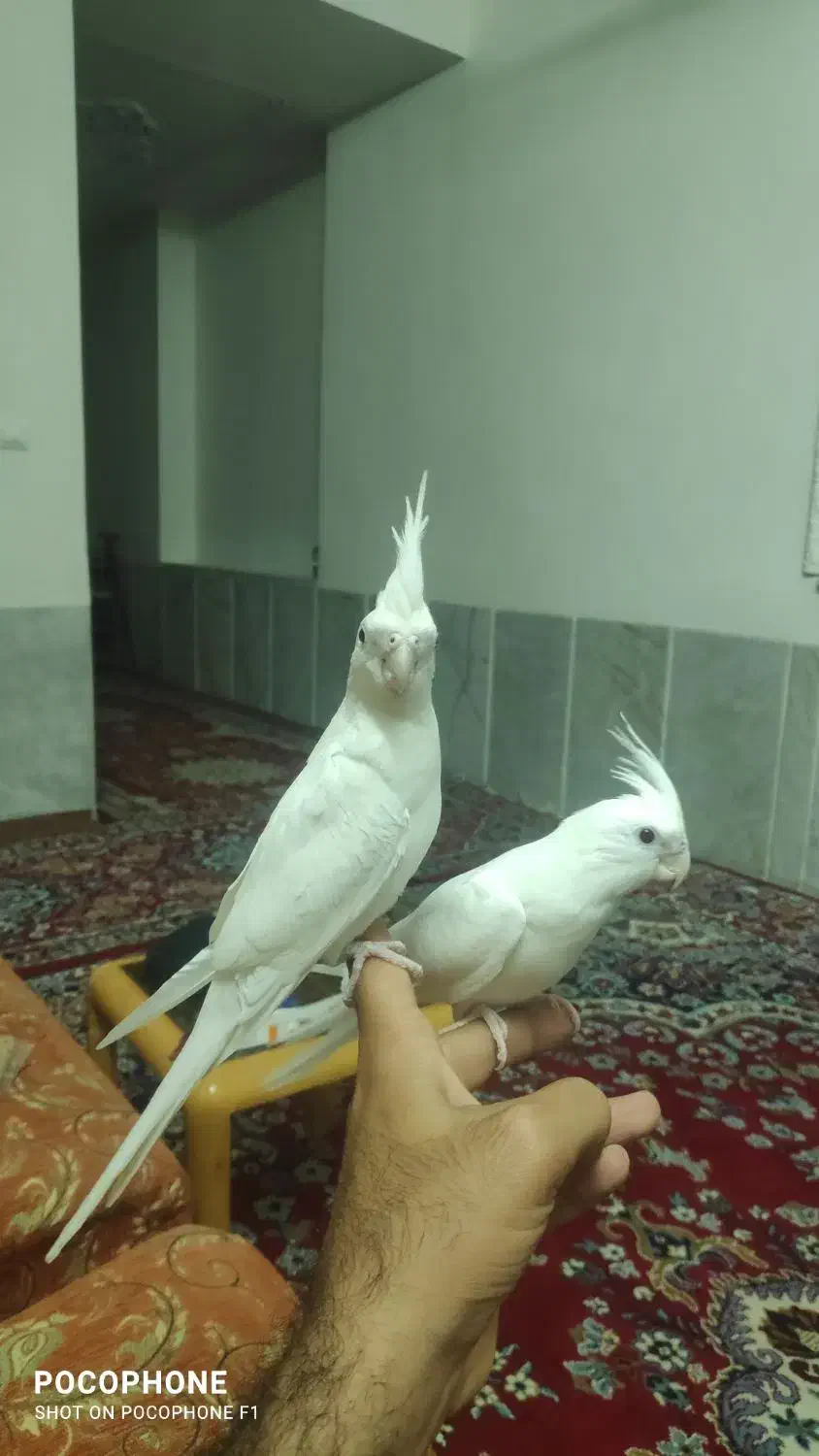 عروس هلندی آلبینو لوتینو خاکستری نر و ماده و جفت|پرنده|جهرم, |دیوار
