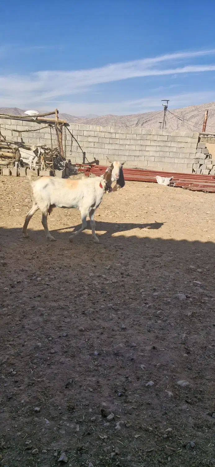 بزگلابی نربز میش بره و...|حیوانات مزرعه|لردگان, |دیوار