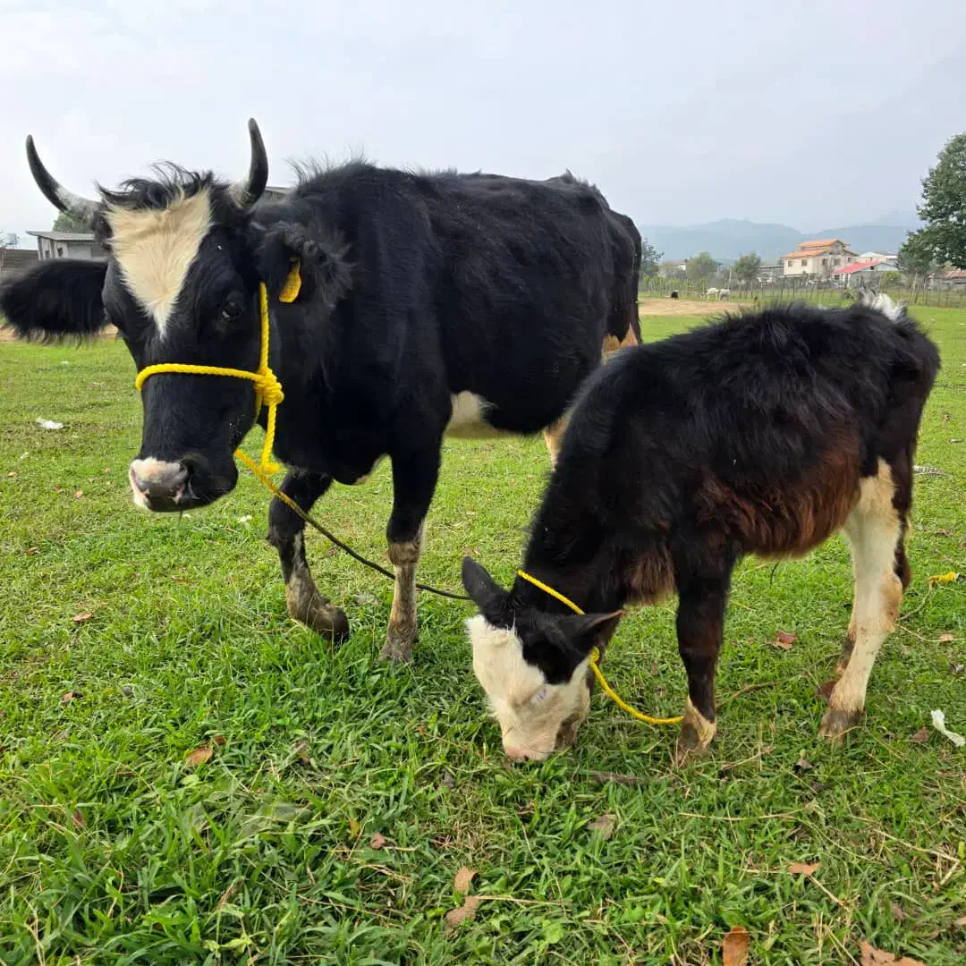 دورگ هلشتاین (جوان) با گوساله نر سیمینتال|حیوانات مزرعه|رشت, سعدی (تختی)|دیوار