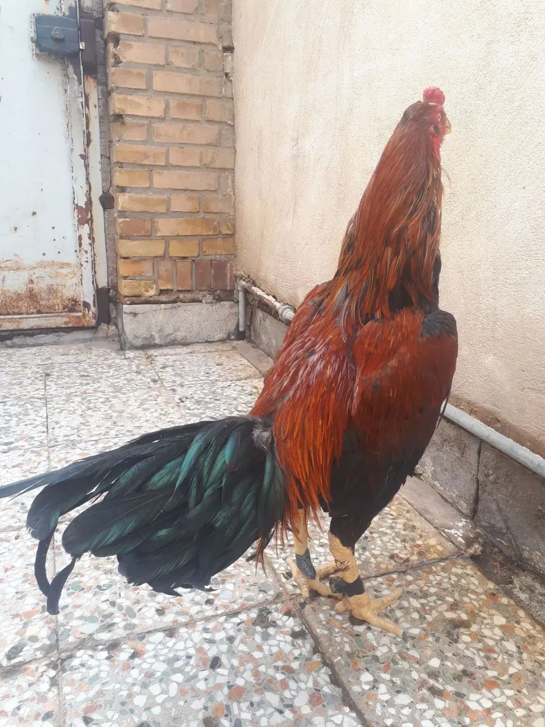 خروس لاری|حیوانات مزرعه|تهران, صادقیه|دیوار