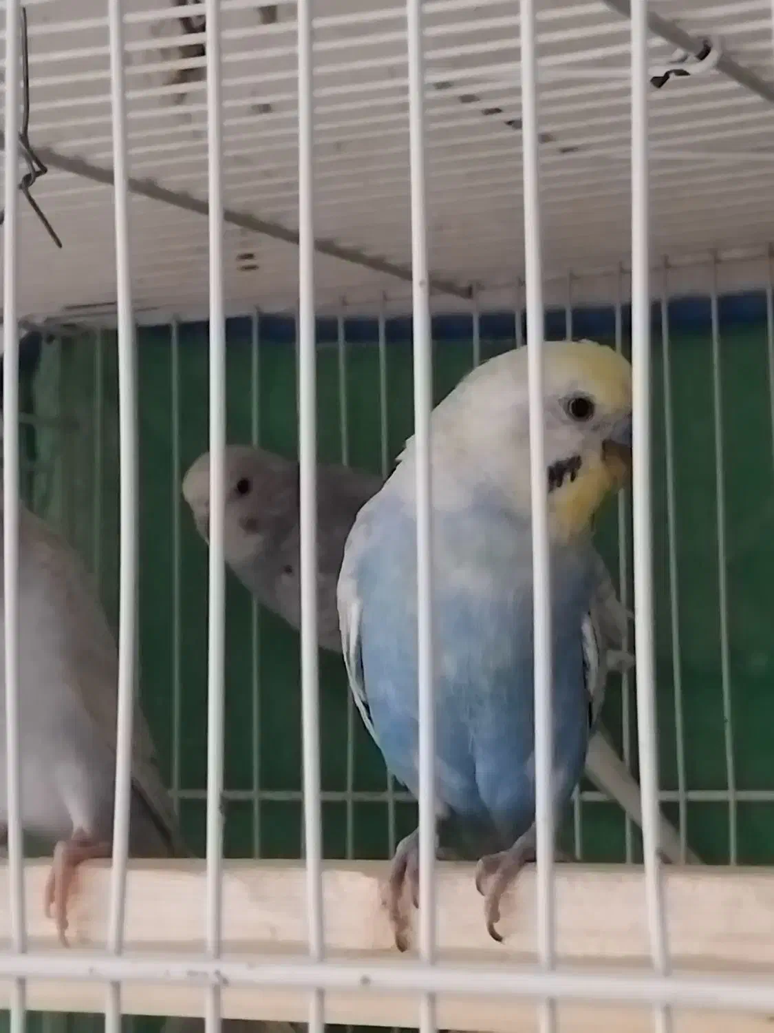 مرغ عشق اسپنگل و رنگین|پرنده|تربتحیدریه, منصوریه|دیوار