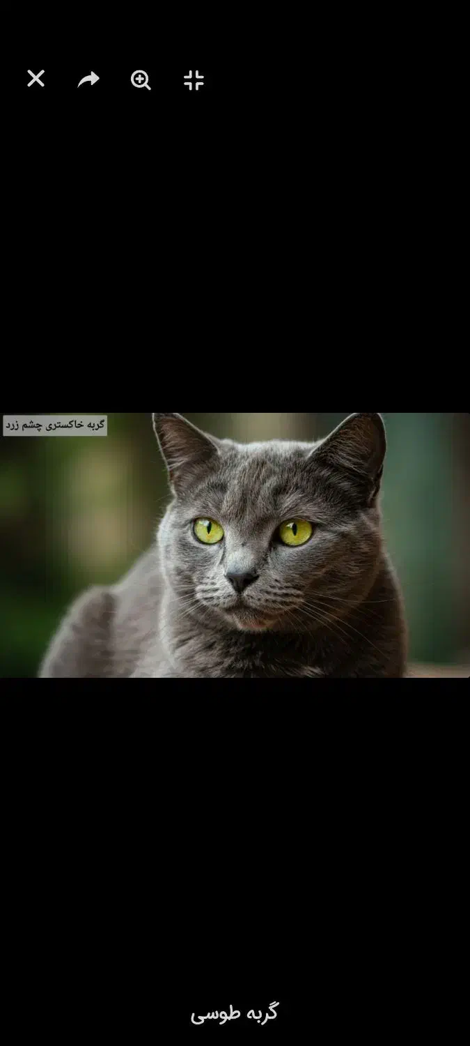 گربه طوسی چشم زرد|گربه|شیروان (خراسان), |دیوار