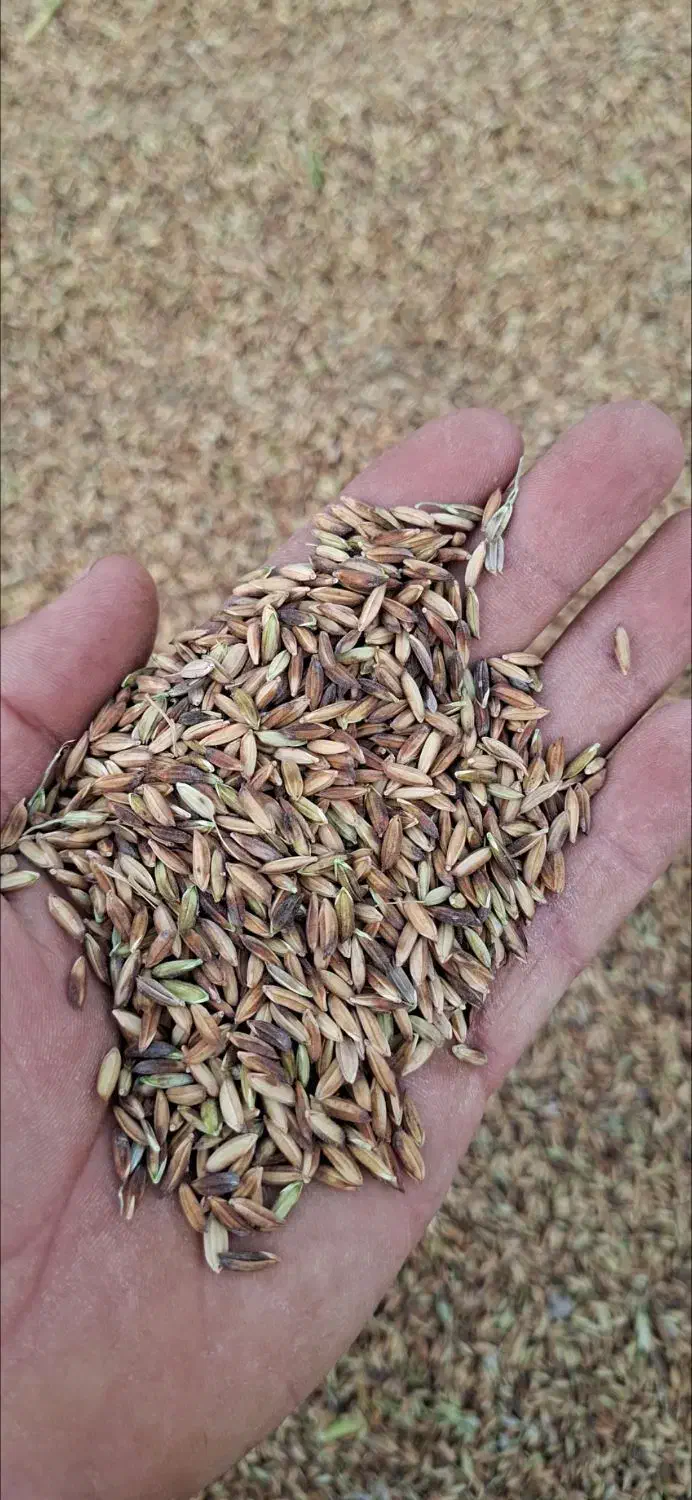 شلتوک تیلکی|خوردنی و آشامیدنی|شوشتر, |دیوار