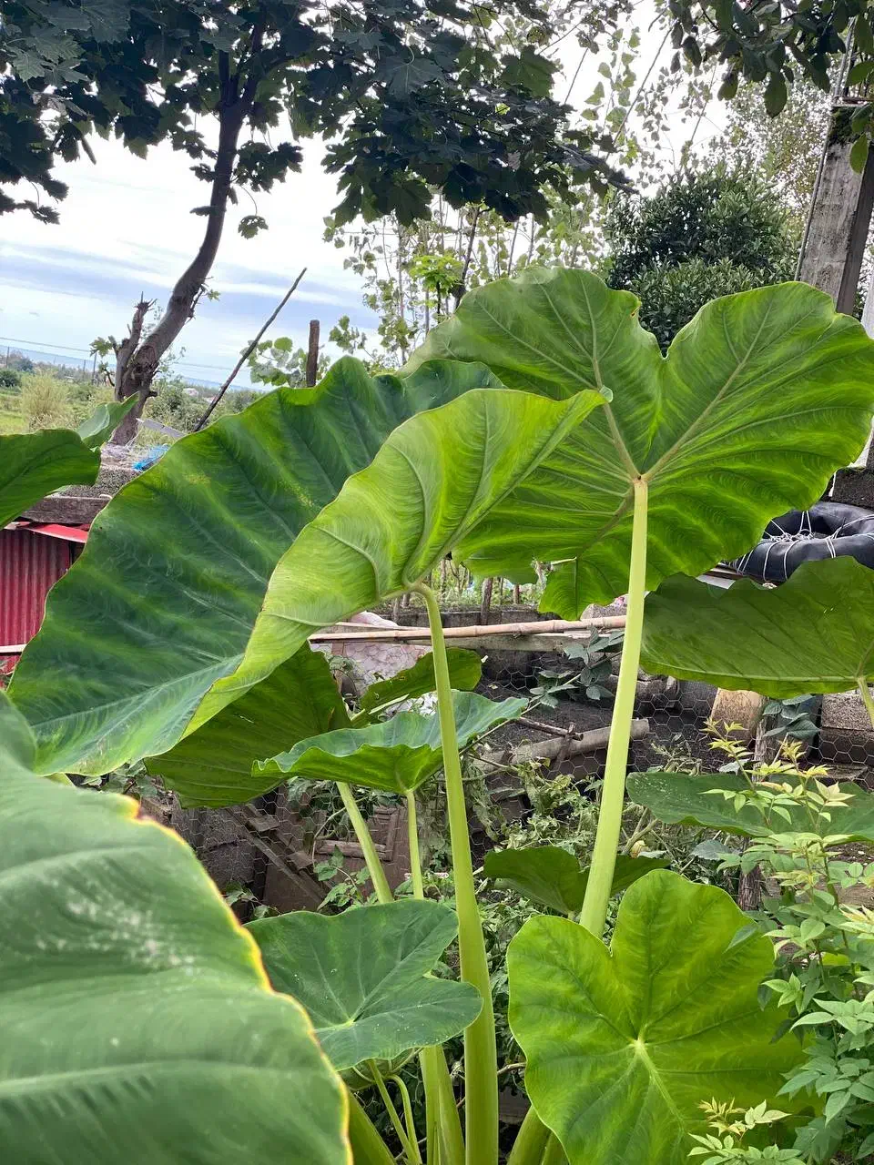 گل بابا آدم|گل و گیاه طبیعی|اسالم, |دیوار