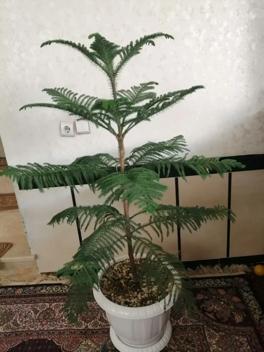 گل بزرگ|گل و گیاه طبیعی|پیرانشهر, |دیوار