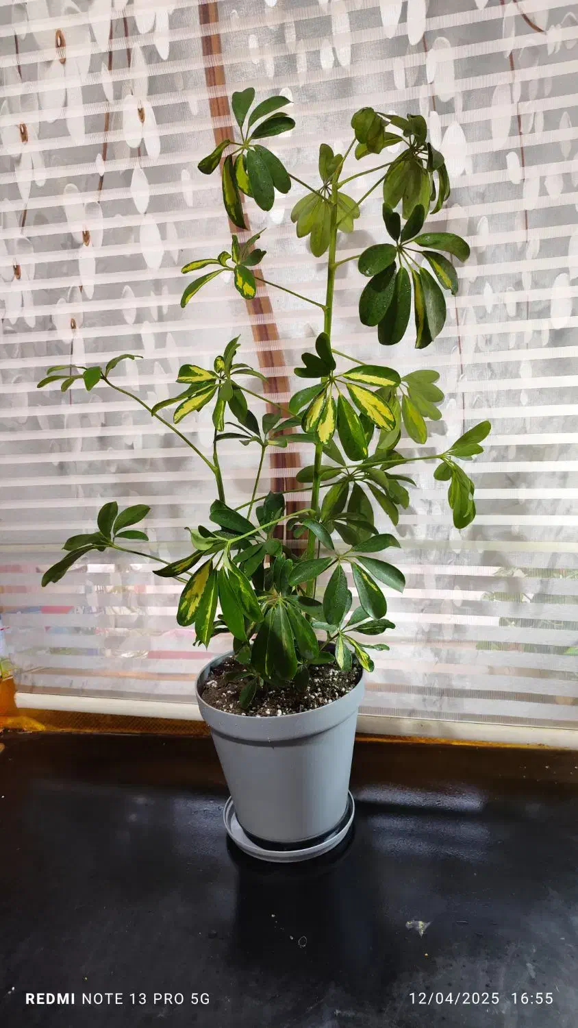 گیاه و گلدان|گل و گیاه طبیعی|اهواز, کوروش|دیوار