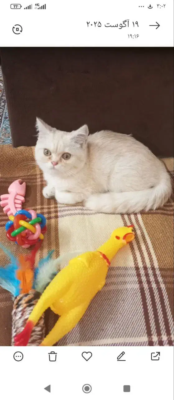 گربه بریتیش نژاد دار 6 ماهه|گربه|تهران, تهرانپارس شرقی|دیوار