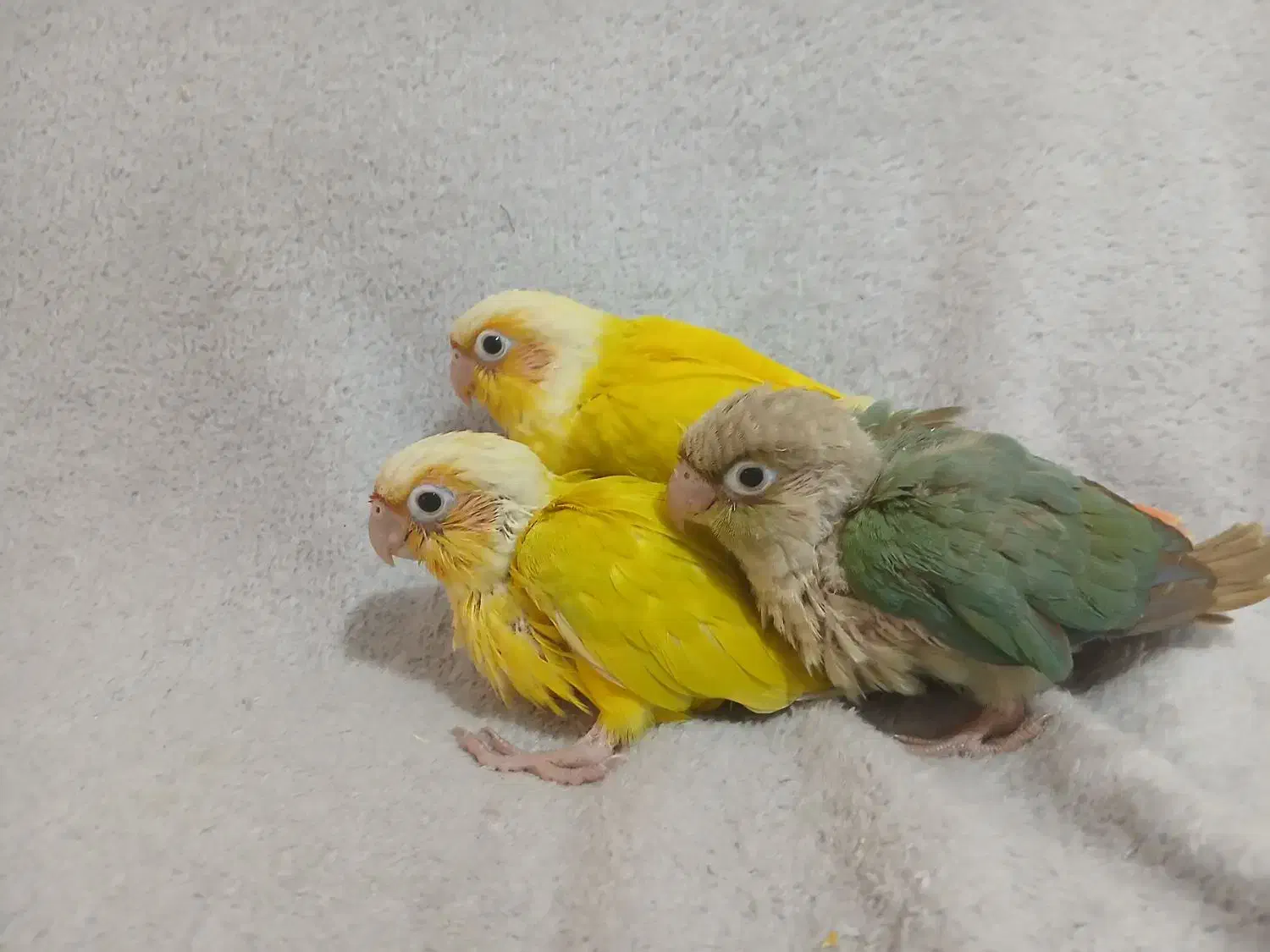 سانچیک گرینچیک فنچ نرگسی|پرنده|ماهدشت, |دیوار