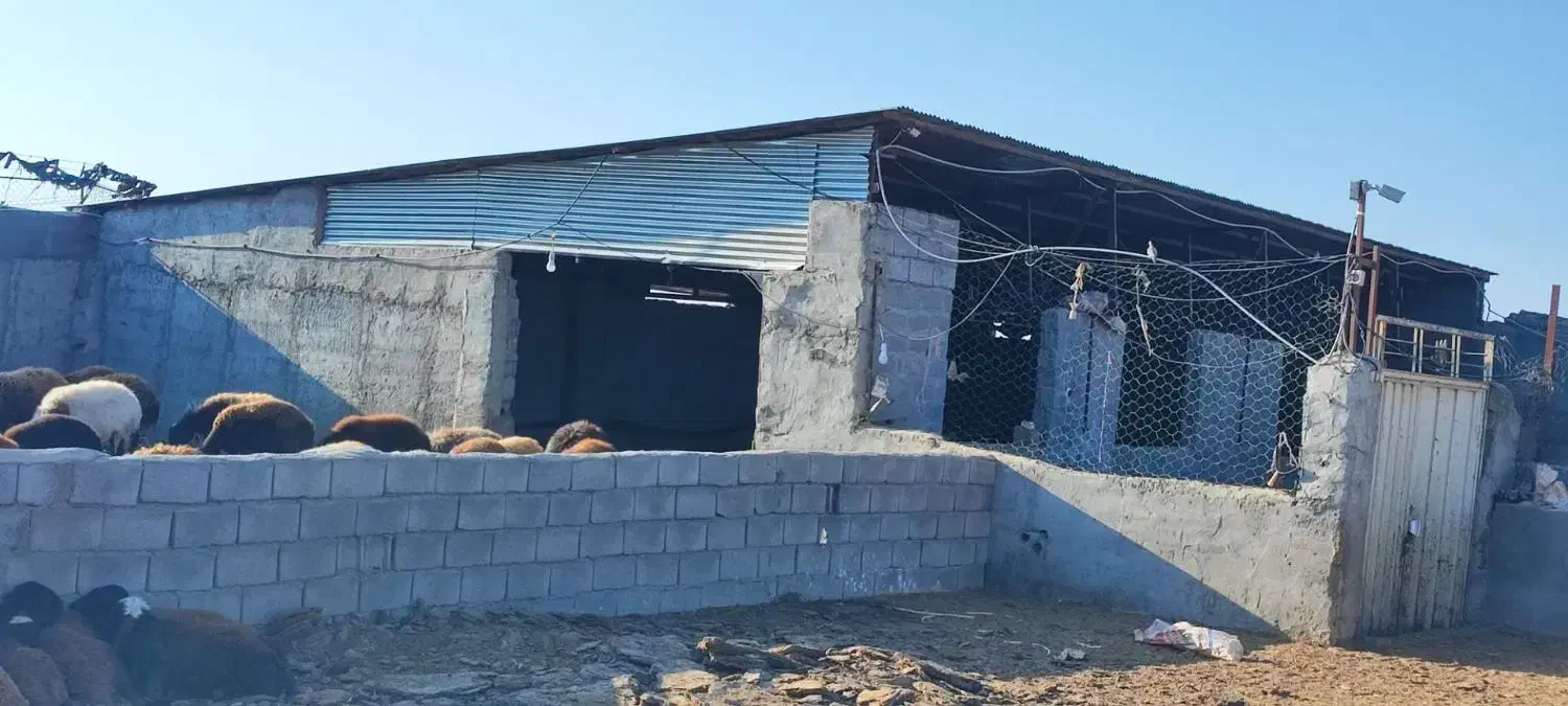۱۰۰۰متر دامداری|فروش دفتر صنعتی، کشاورزی، تجاری|نیشابور, مازول|دیوار
