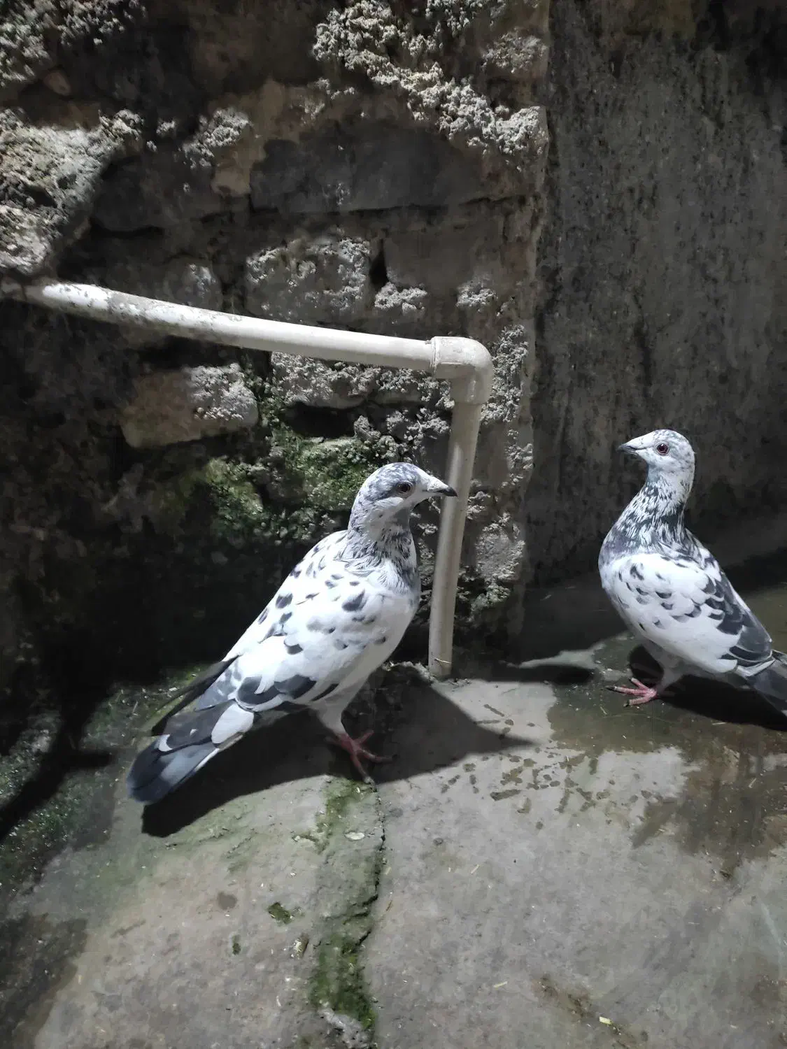 کبوتر|پرنده|گرگان, |دیوار