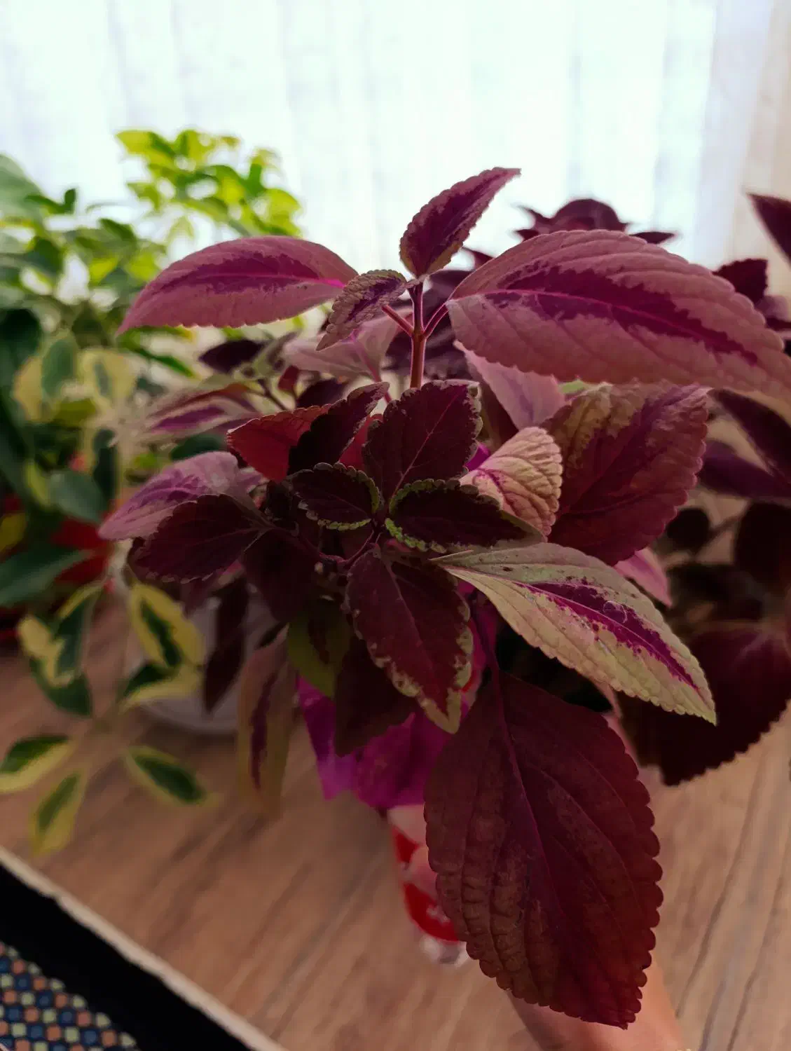 گلهای فروشی|گل و گیاه طبیعی|فردوس (خراسان), |دیوار