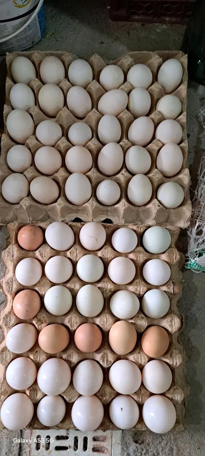 تخم نطفه دار اردک|حیوانات مزرعه|دماوند, دماوند|دیوار