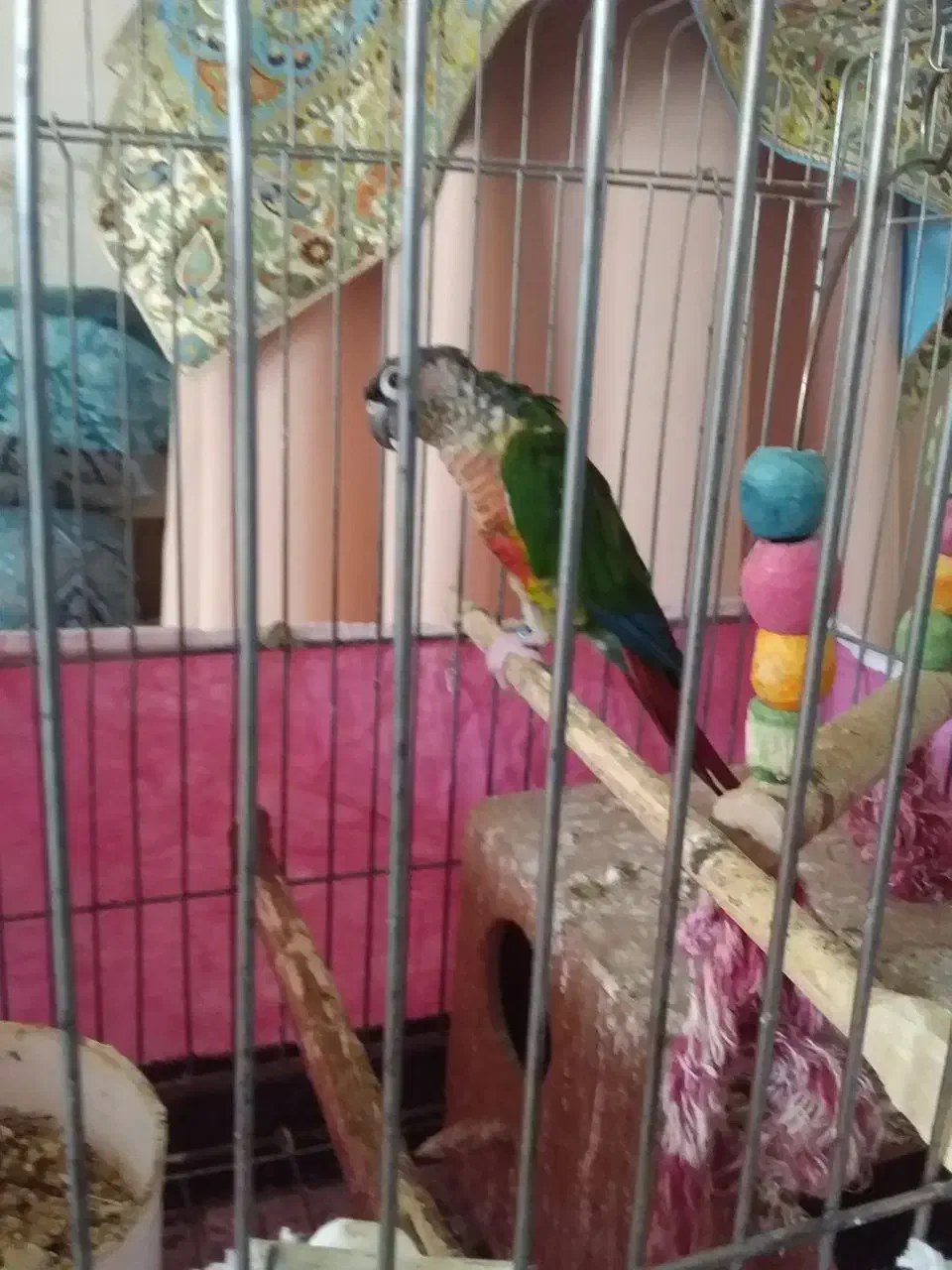 طوطی گرینجیک هفت رنگ سخنگو معاوضه با ژرمن|پرنده|مینودشت, |دیوار