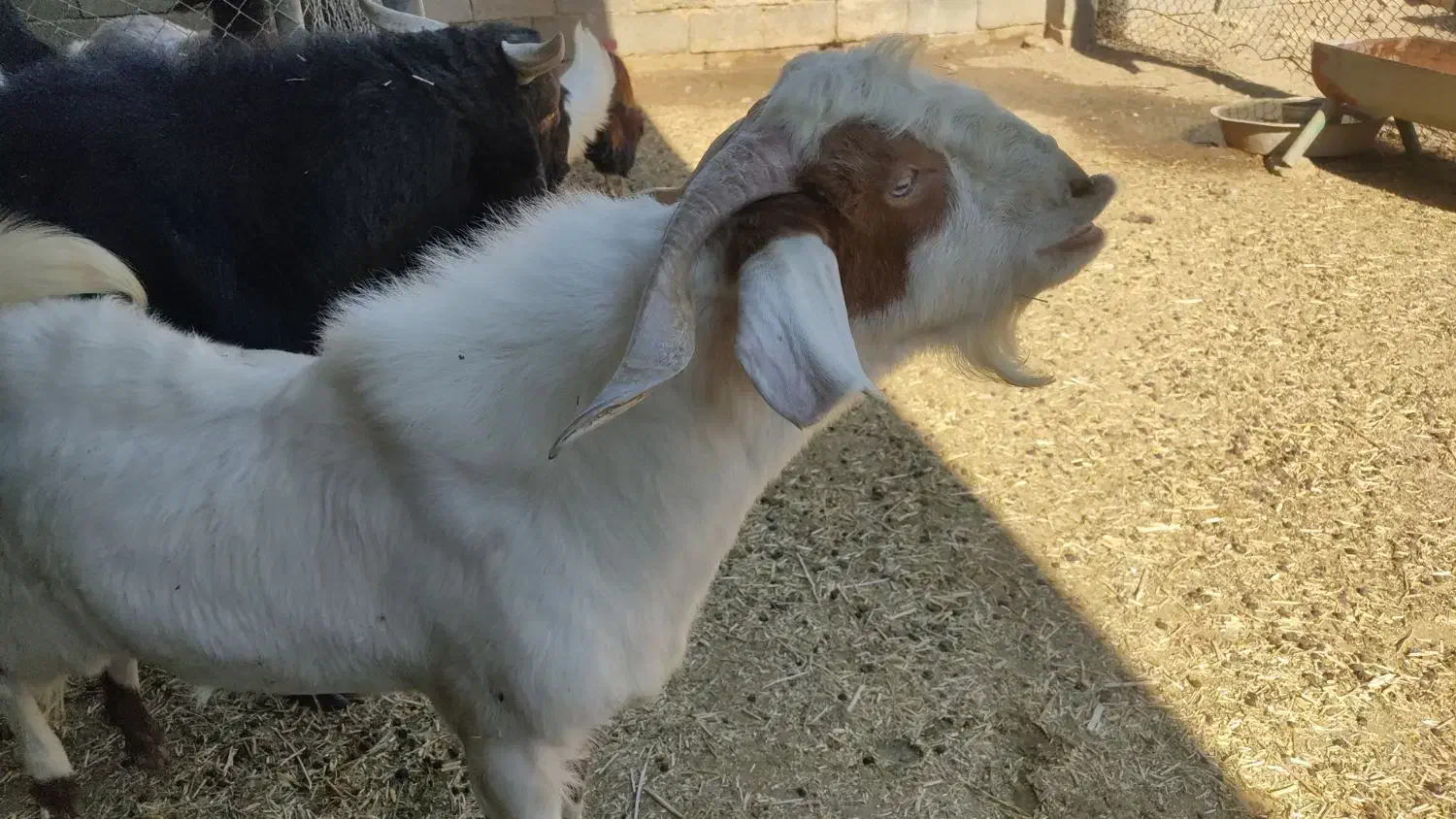 چپش جوان وعالی|حیوانات مزرعه|زرقان, |دیوار