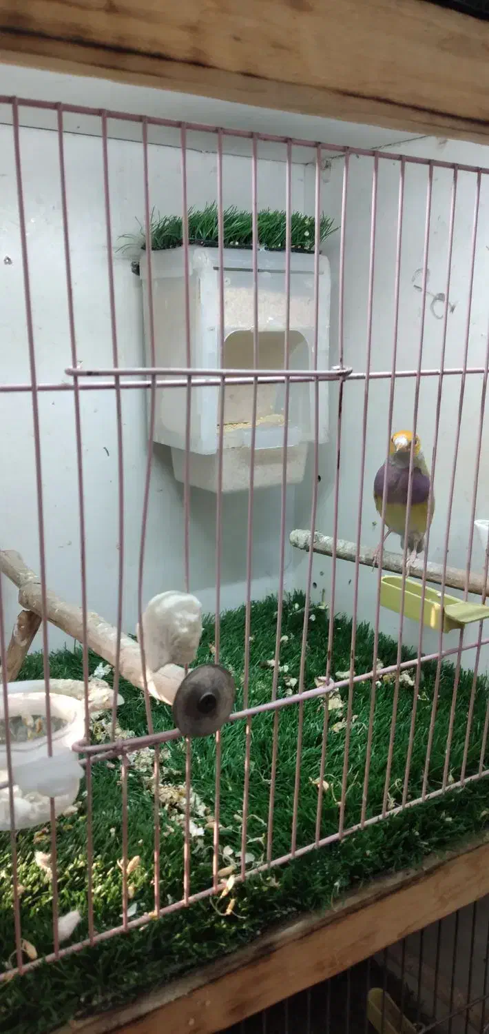 فنچ گلدین ماده|پرنده|تهران, هفده شهریور|دیوار