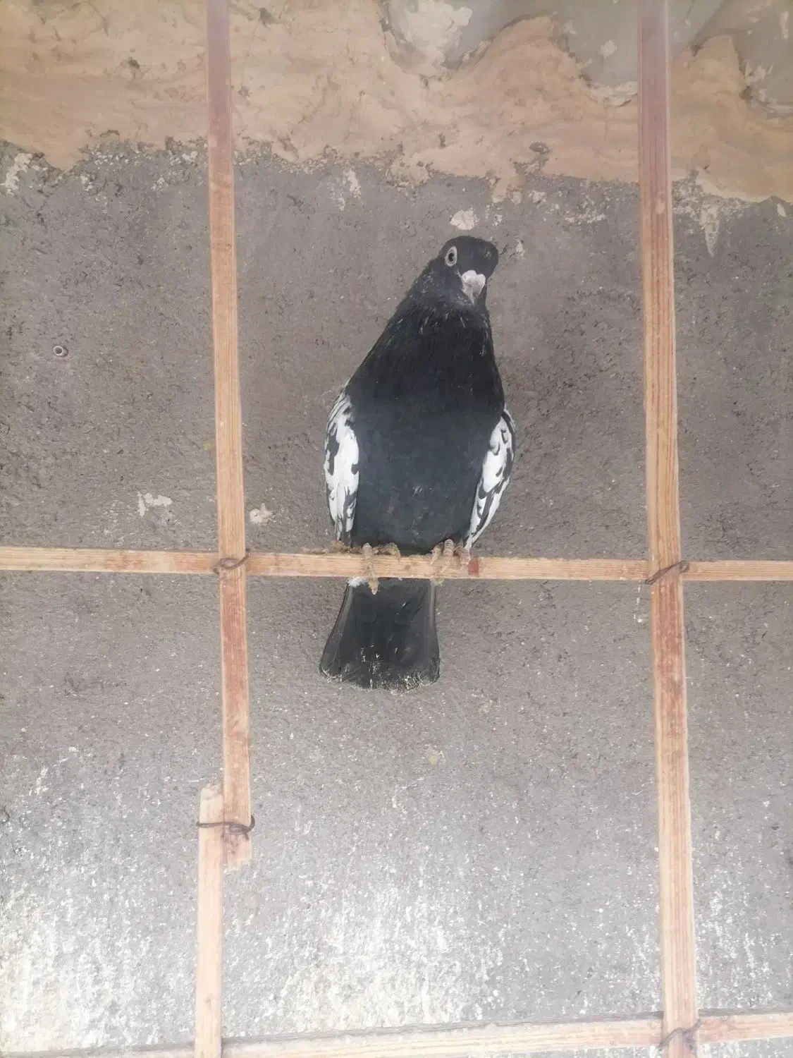 ساده سینه سیاه|پرنده|مشهد, کارمندان دوم|دیوار