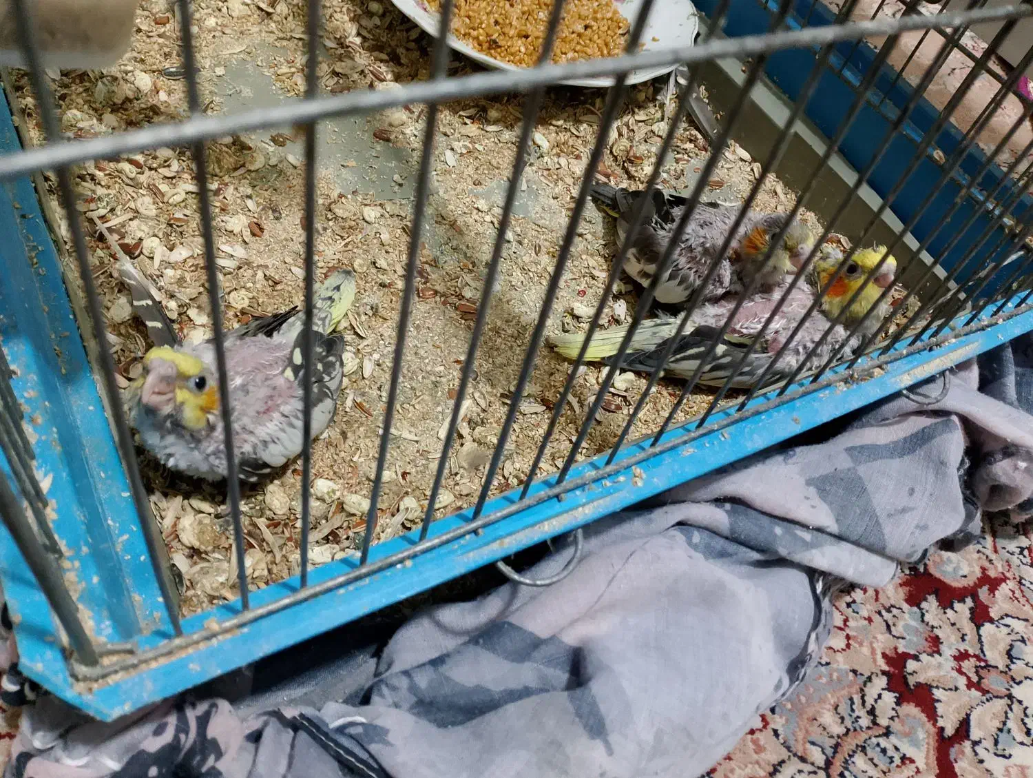 عروس هلندی واکسن خورده|پرنده|پاکدشت, پاکدشت (مامازند)|دیوار