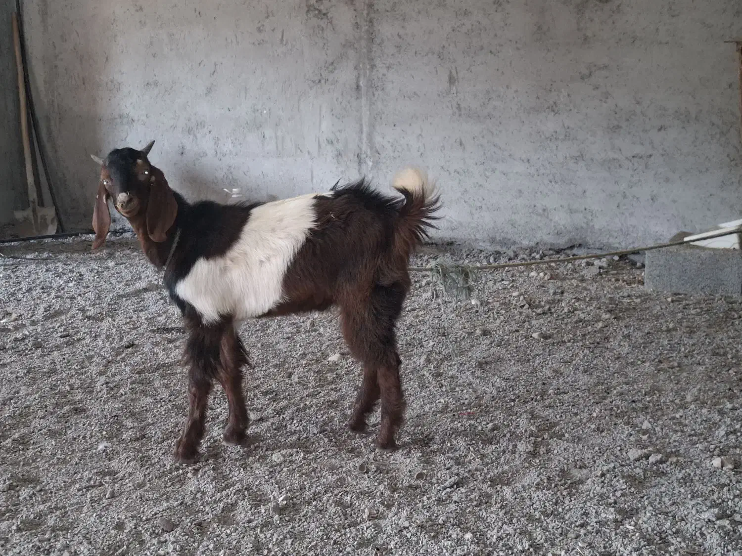 بز پاکستانی نر|حیوانات مزرعه|نوشهر, |دیوار