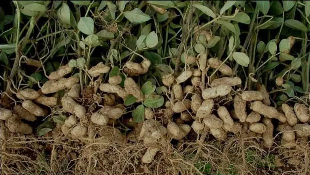 با احترام و خسته نباشید|خدمات باغبانی و درختکاری|پارس‌آباد, |دیوار
