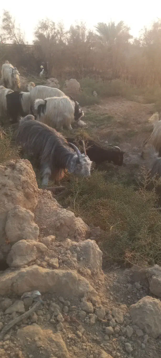 ۱۸ عدد بز|حیوانات مزرعه|شادگان, |دیوار