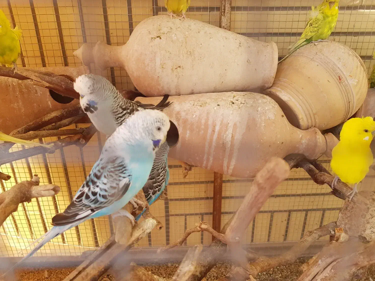 مرغ عشق انگلیسی گریدB|پرنده|کازرون, |دیوار