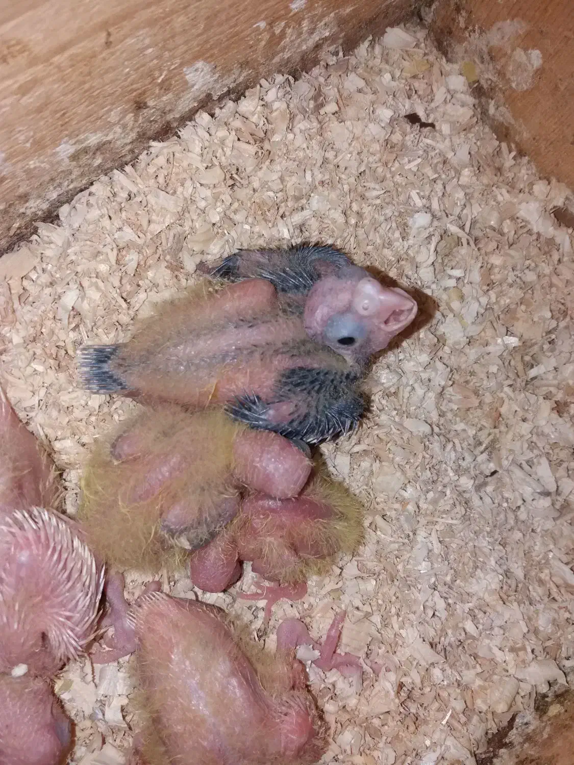 جوجه عروس سرلاکی|پرنده|لاهیجان, آهندان|دیوار