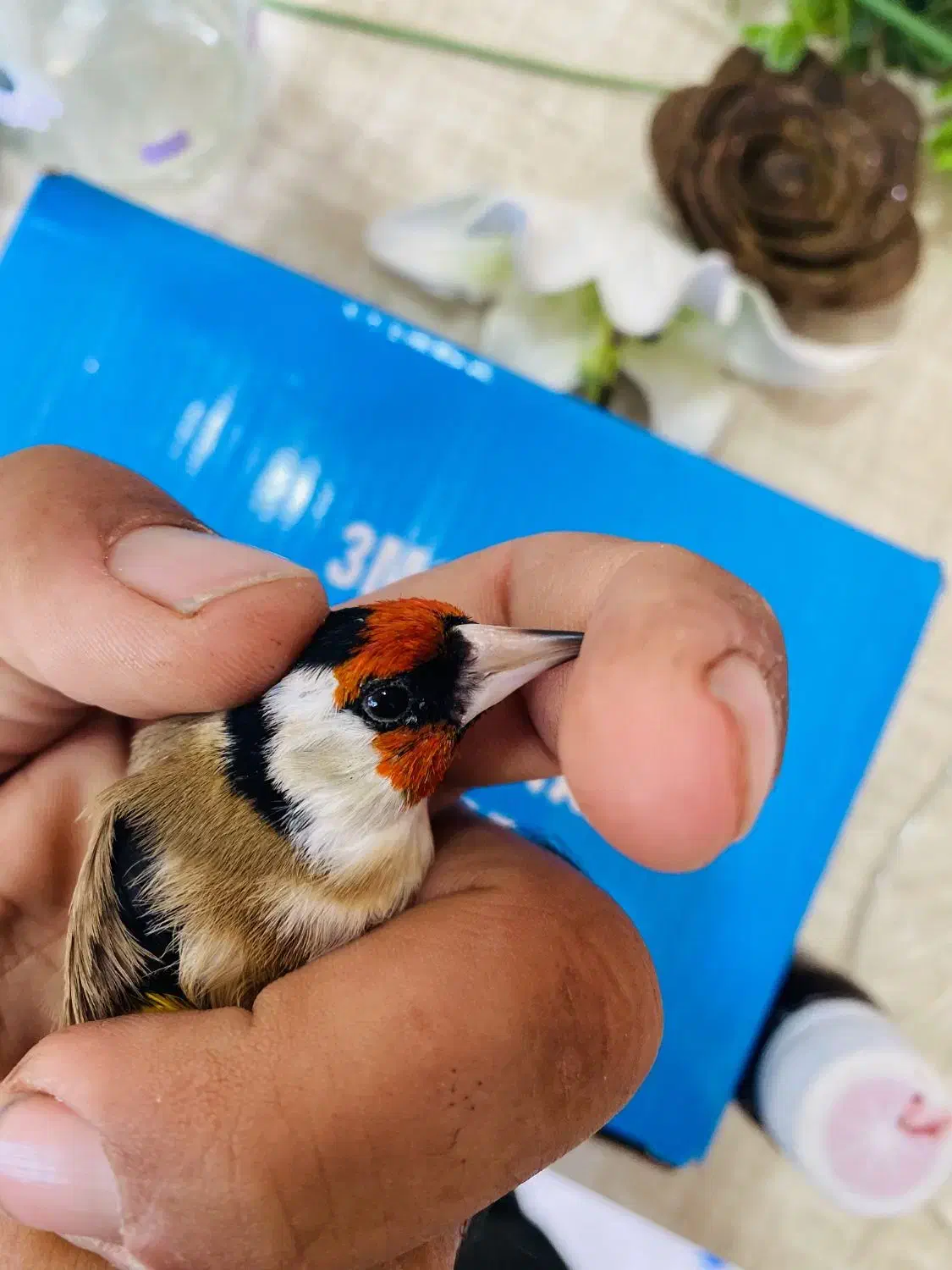 سهره سرسیاه گل بلند کرواتی|پرنده|قیروکارزین, |دیوار