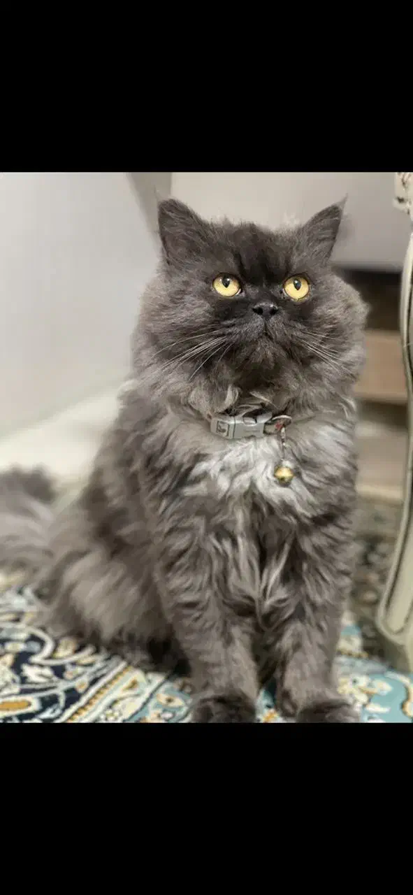 گربه پرشین اصیل زیبا|گربه|سنندج, |دیوار