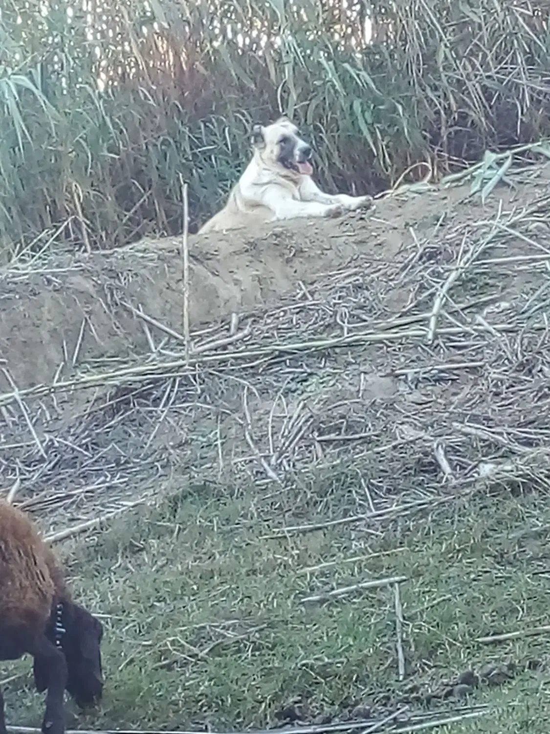 سگ ماده قدر جونی گله ای|سگ|جلین, |دیوار