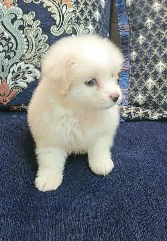 فروش یه عد سگ پامرانی|سگ|جهرم, |دیوار