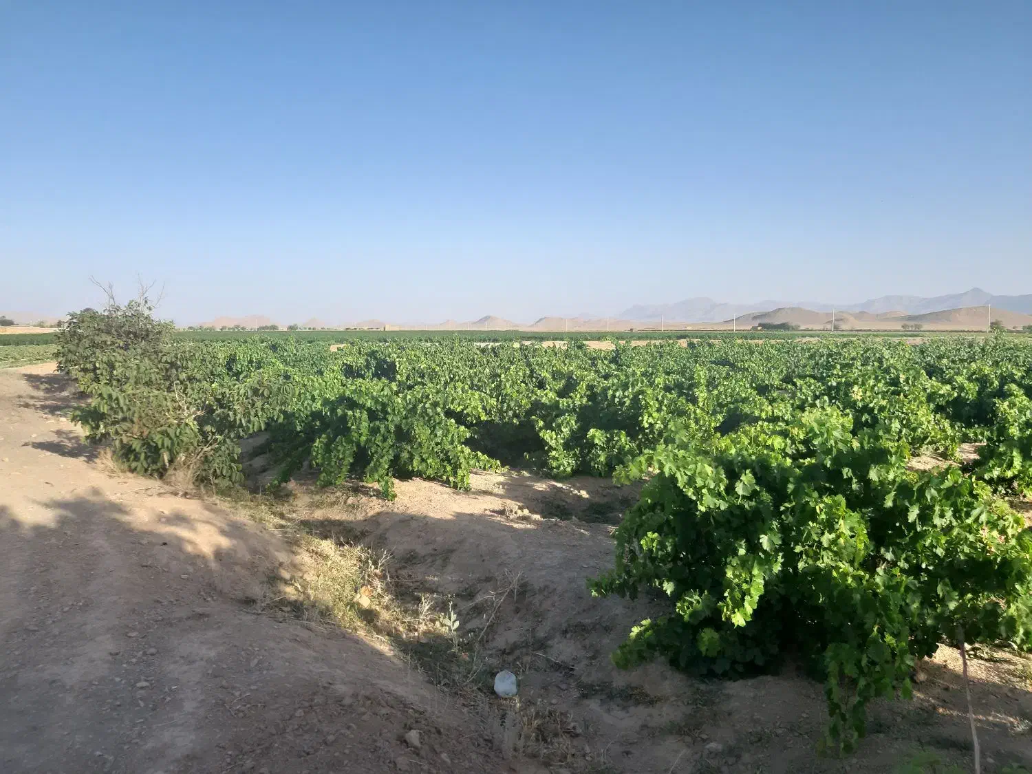 ۵۰هکتار زمین کشاورزی فروشی|فروش زمین و ملک کلنگی|شاهین‌شهر, بنیاد ازدواج|دیوار