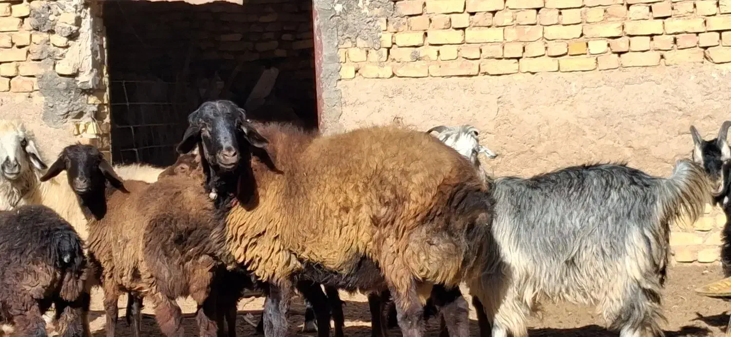 فروش  بره قوچ و کهره وبره|حیوانات مزرعه|وردشت, |دیوار