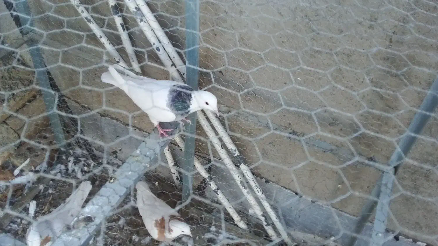 لانه توری سالم|لوازم جانبی حیوانات|چگنی, |دیوار