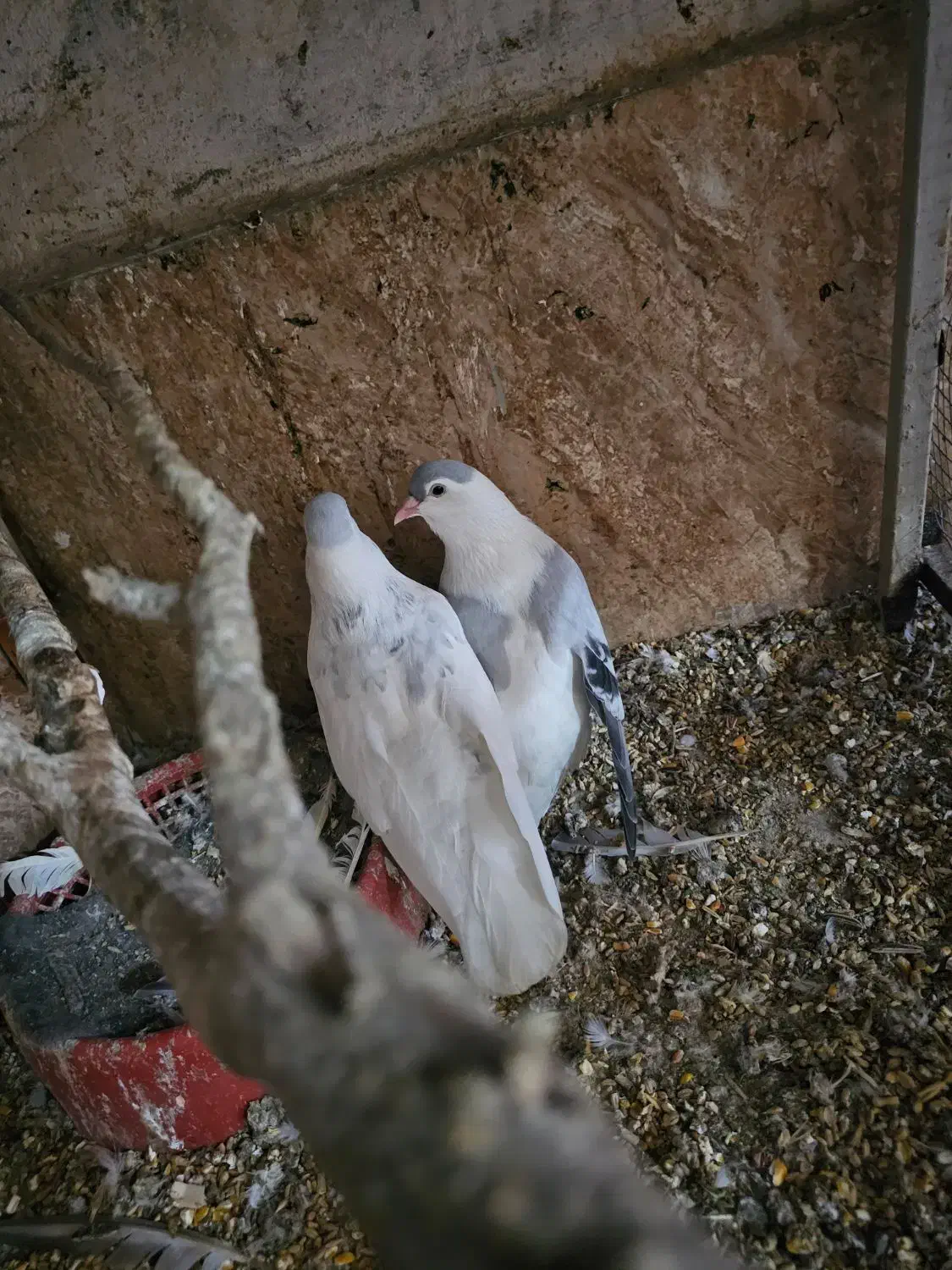 کفتر افغان|پرنده|چابهار, |دیوار