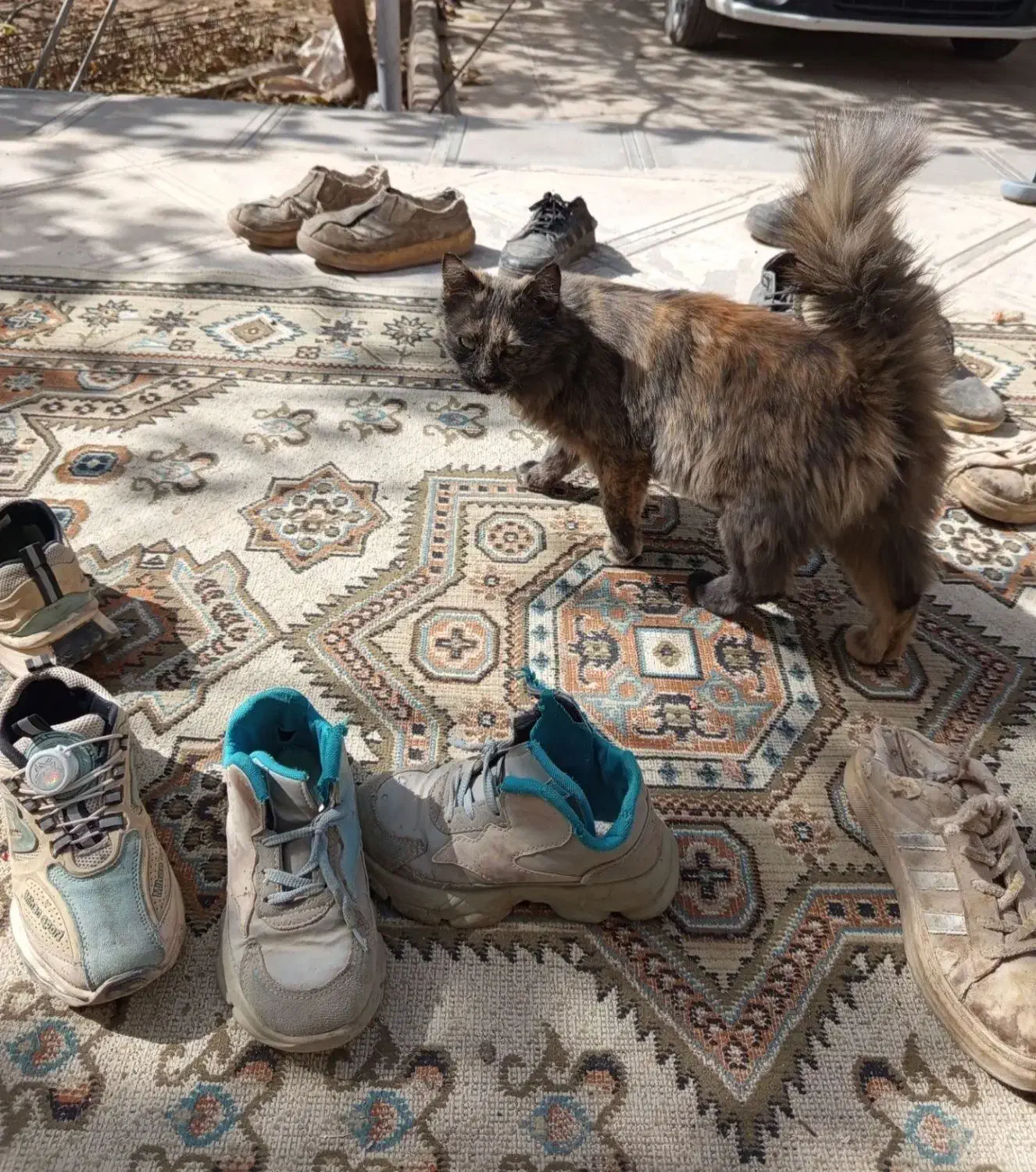 یک گربه پرشین زیبا و آرام|گربه|مشهد, کوثر|دیوار