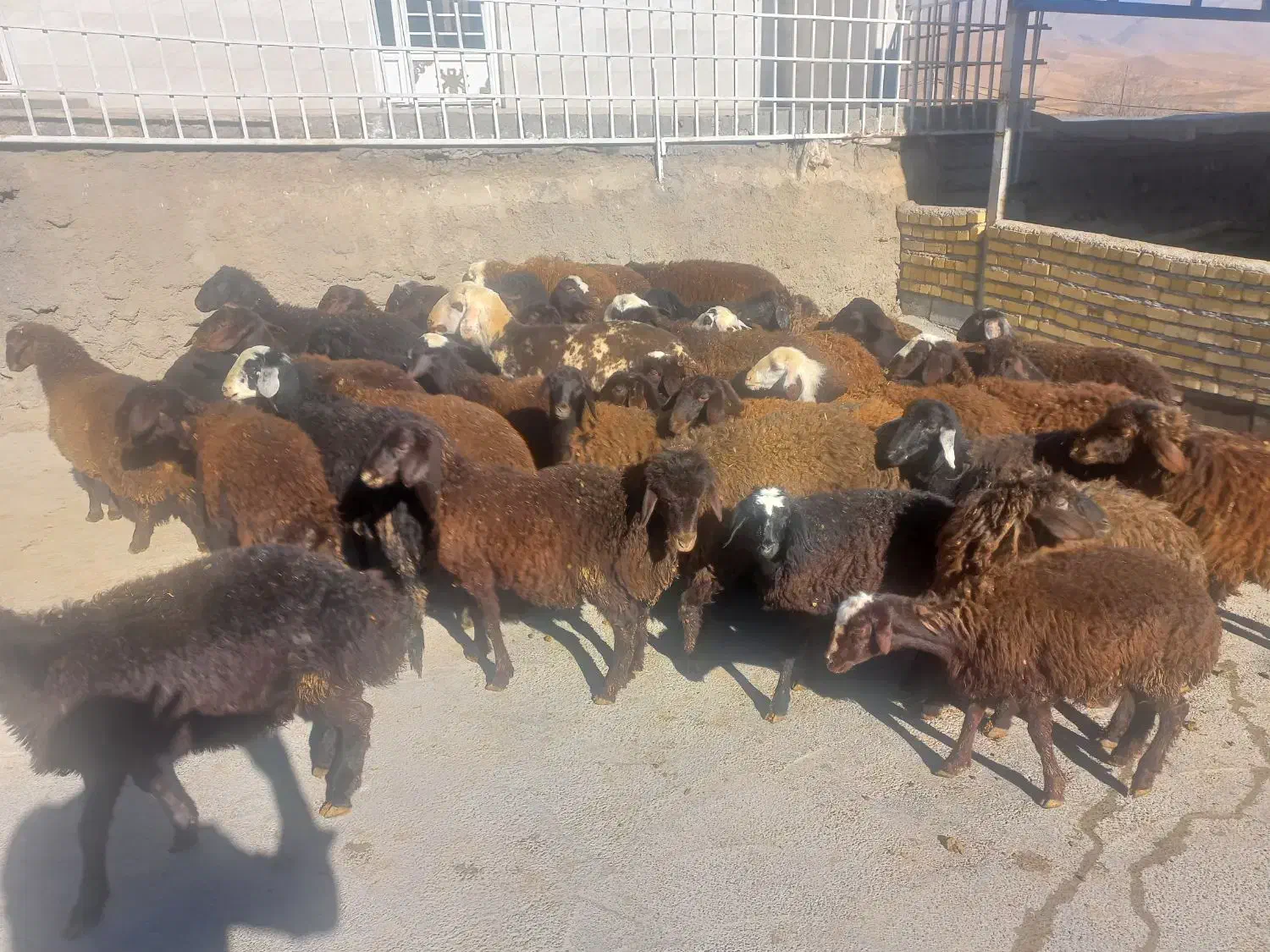 بره نروماده افشارقزل.|حیوانات مزرعه|زاغه, |دیوار