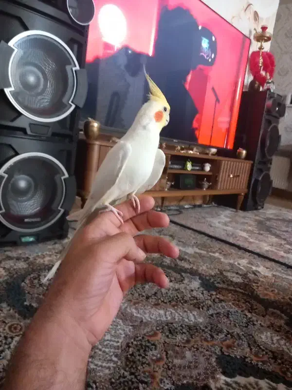 عروس هلندی نروماده معاوضه قلیون برنجی|پرنده|فشاپویه, |دیوار