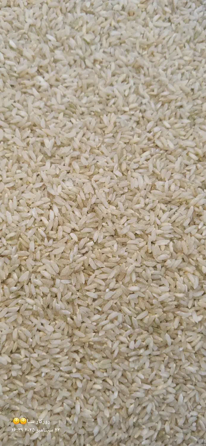 برنج چمپای لوداب|خوردنی و آشامیدنی|لوداب, |دیوار