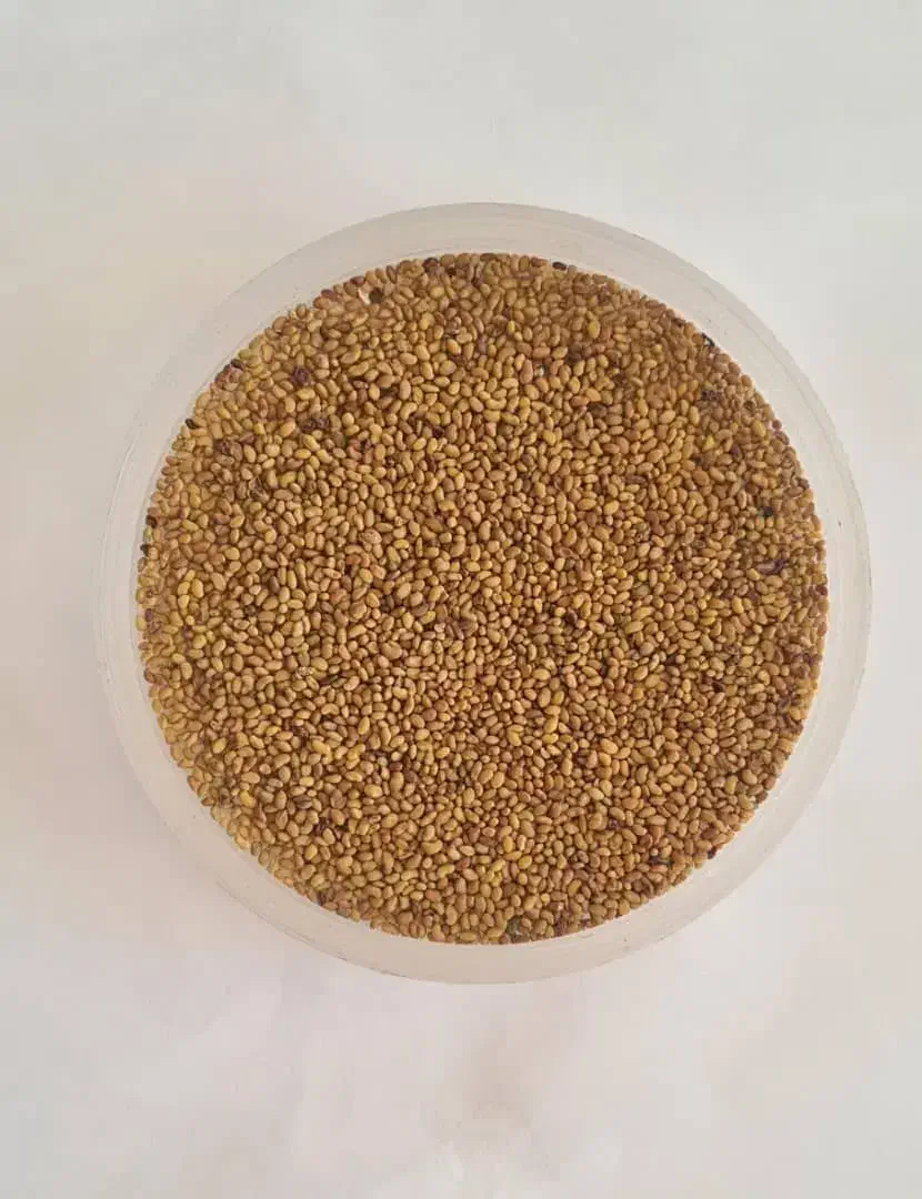 بذر یونجه پایه بلند همدانی|خدمات باغبانی و درختکاری|خرم‌آباد, |دیوار