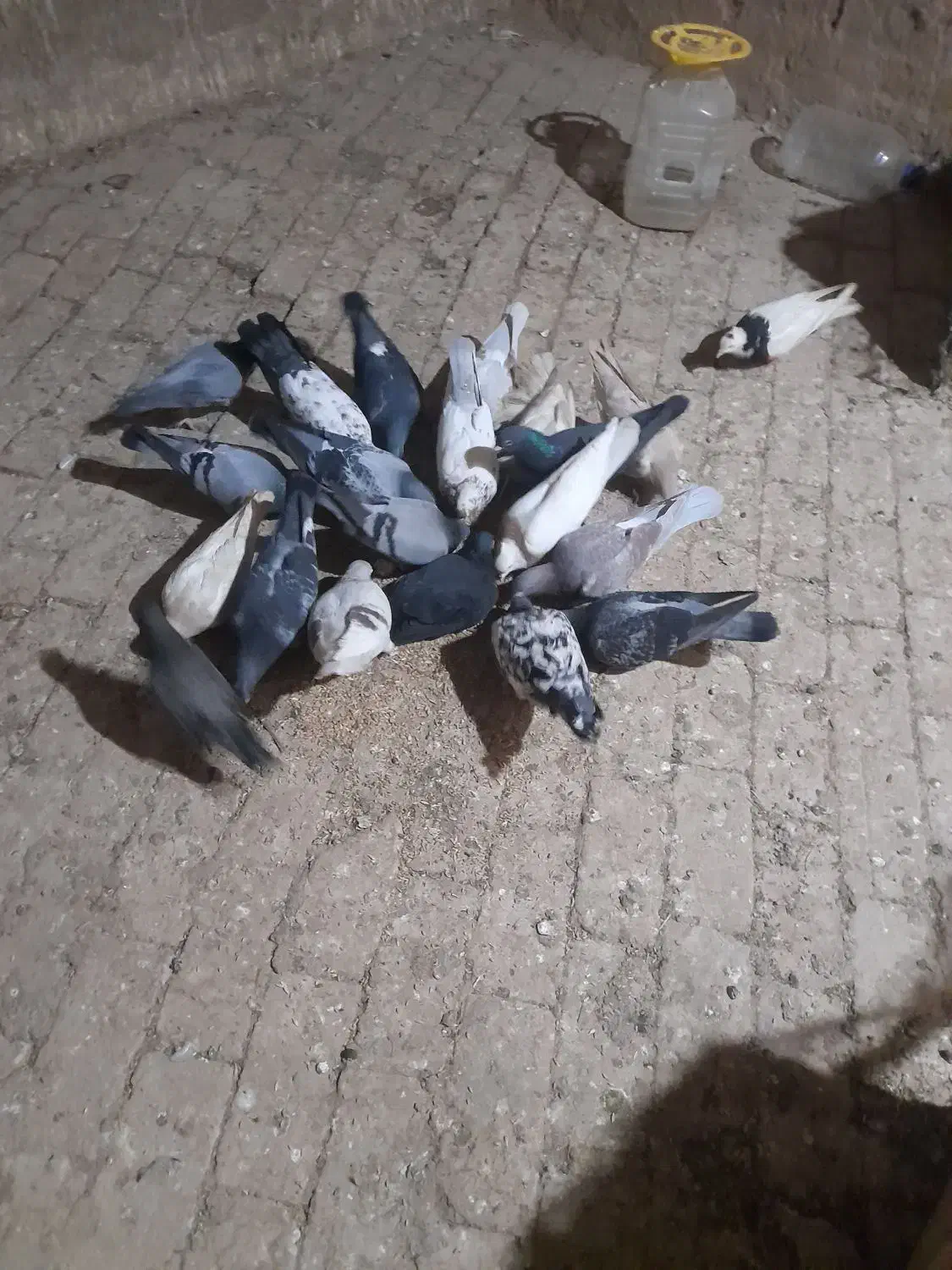 فروش کفتر|پرنده|شال, |دیوار